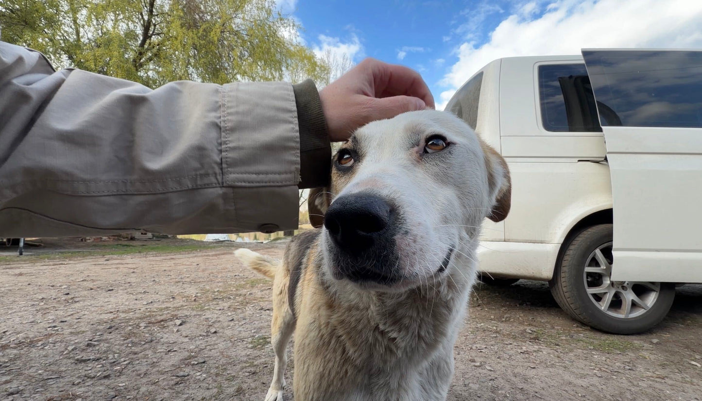 Dogs of Chernobyl — Charity Token | Evoke the Art