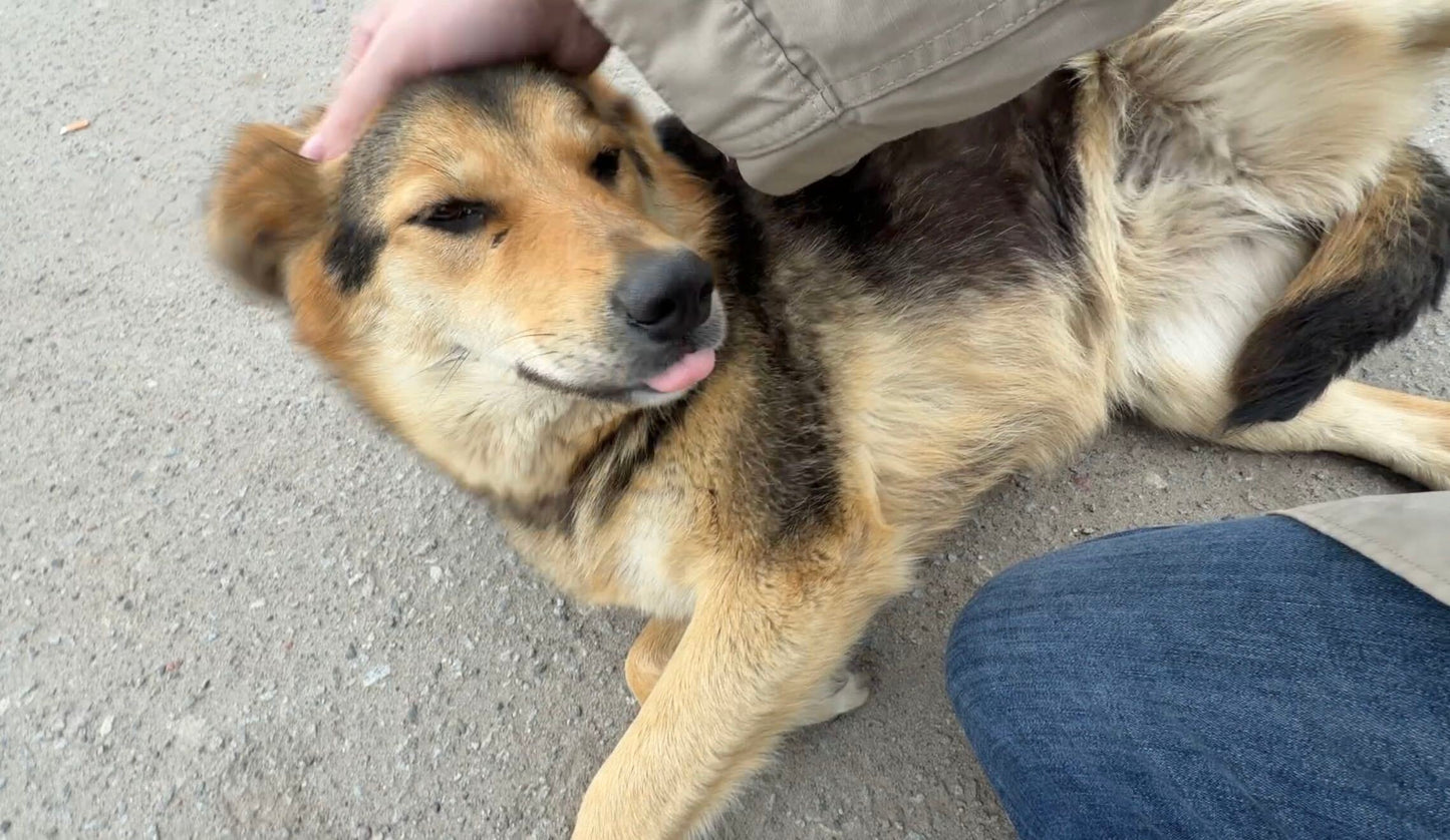 Dogs of Chernobyl — Charity Token | Evoke the Art