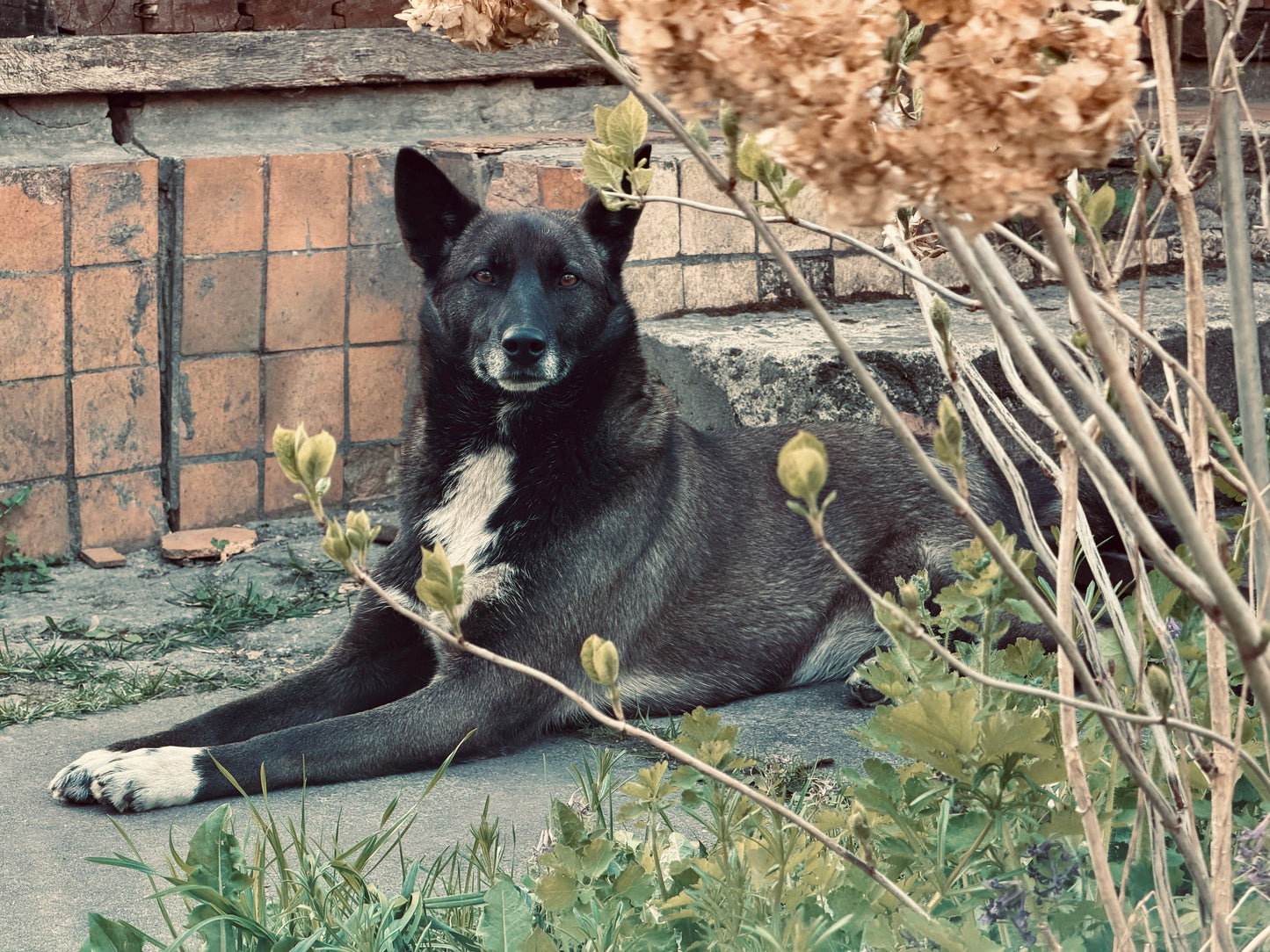 Dogs of Chernobyl — Charity Token | Evoke the Art