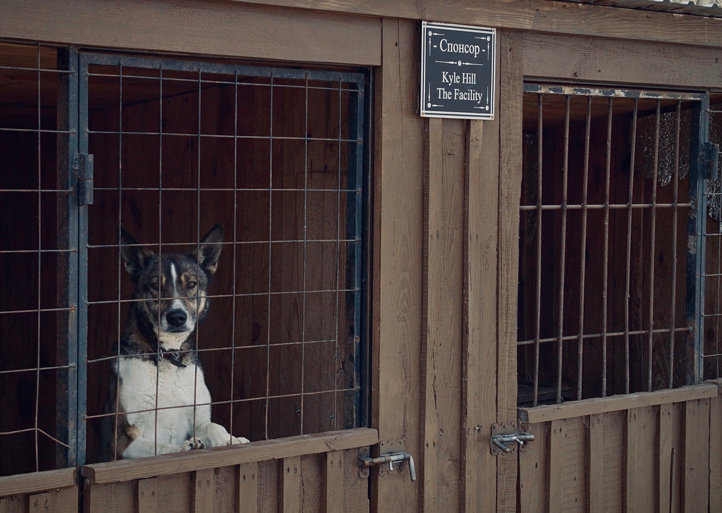 Dogs of Chernobyl — Charity Token | Evoke the Art